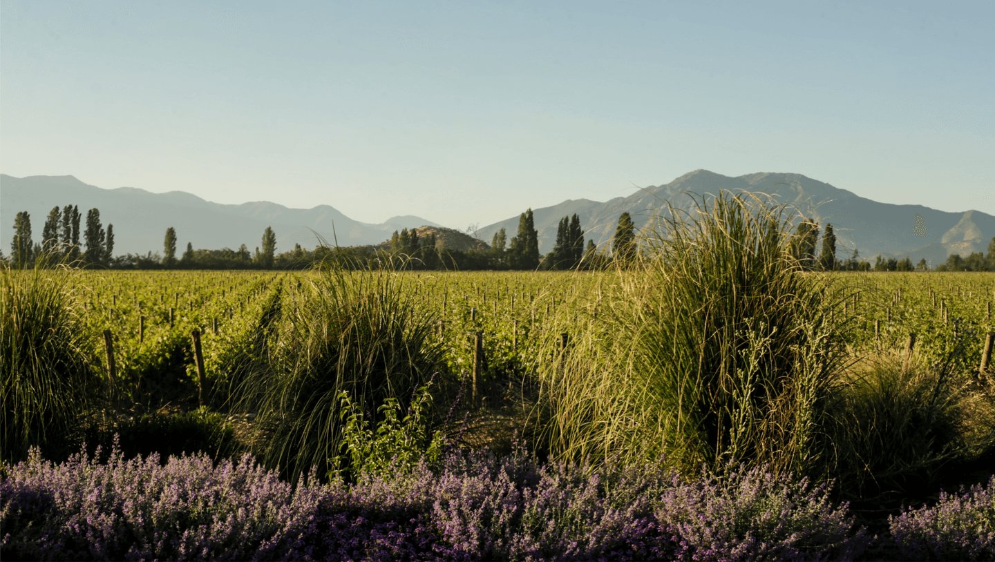 Sete excepcionais lotes no<br>Vale do Alto Maipo