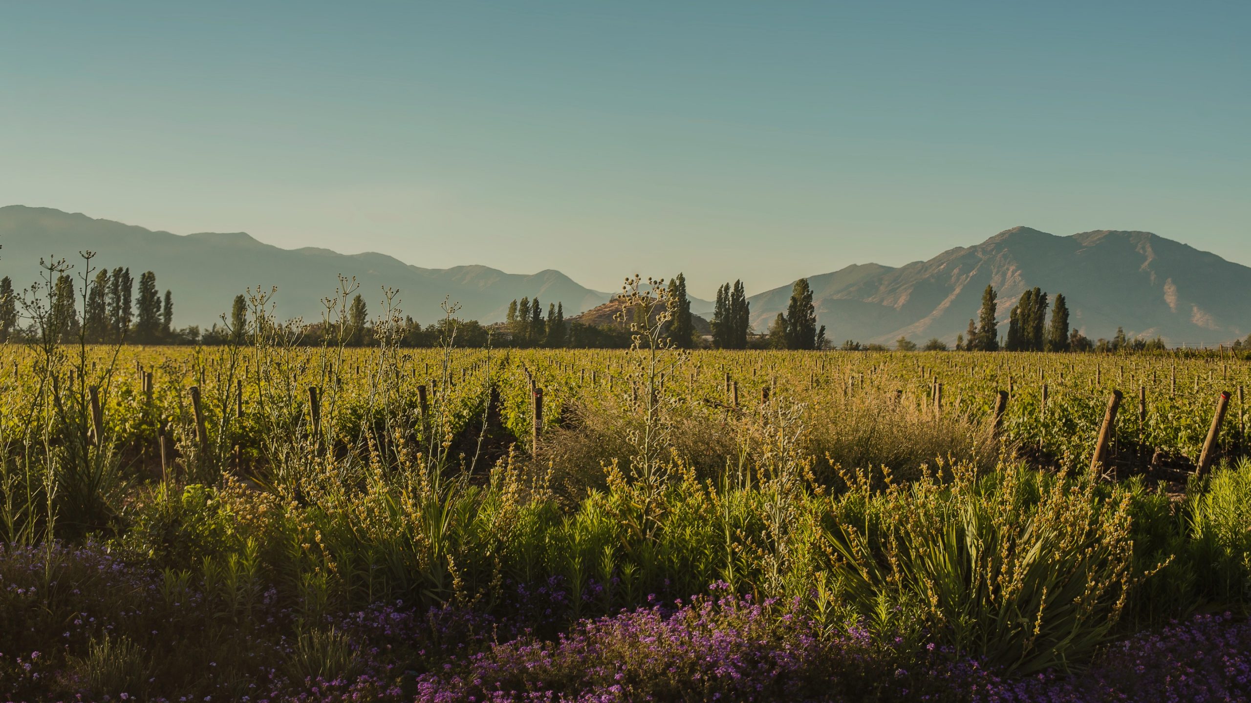 Siete singulares parcelas en el<br>Valle del Alto Maipo