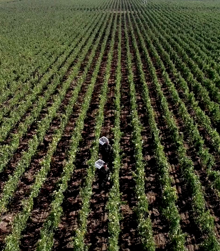 terroir-dm-2