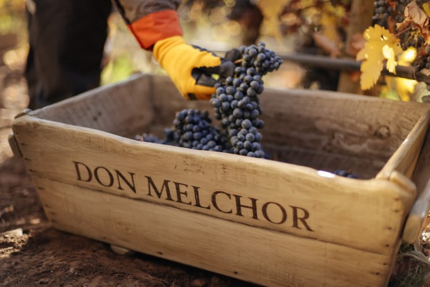 The Drinks Business destaca a Don Melchor 2020 como «la mejor expresión hasta el momento»