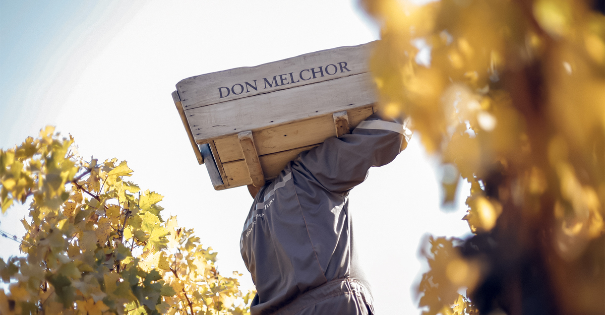 La vendimia 2023 de Don Melchor